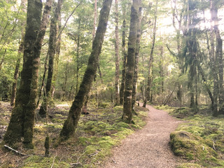 Forest of Kepler Track, New Zealand