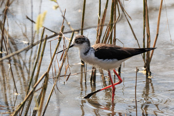 cavaliere d'Italia (Himantopus himantopus)