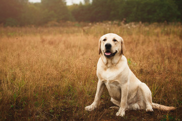 Dog sitting in tranquil field