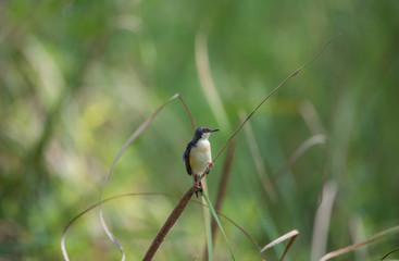 Ashy Wren-Warbler Bird