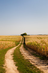 Dry corn plantation fields