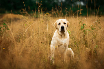 Dog sitting in tranquil field