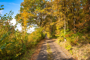 Rural road through forest in autumn, scenic landscape of trees with yellow orange leaves