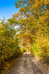 Road through forest in autumn, landscape of trees with golden leaves
