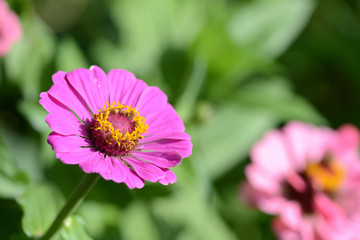 Fototapeta premium Beautiful flower in the garden close up