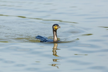swimming mirrored great cormorant (Phalacrocorax carbo)