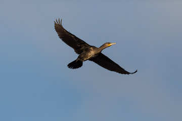 flying great cormorant (Phalacrocorax carbo) in blue sky