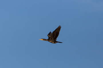 flying great cormorant (Phalacrocorax carbo) in blue sky