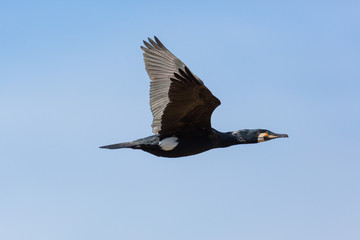 flying great cormorant (Phalacrocorax carbo) in blue sky