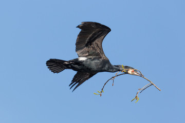 flying great cormorant (Phalacrocorax carbo) with branch in beak