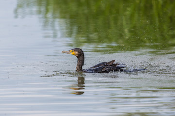 swimming mirrored great cormorant (Phalacrocorax carbo)