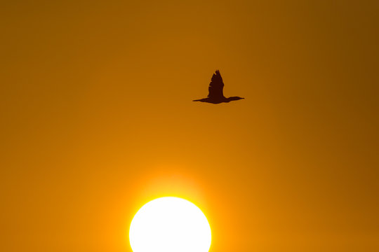 flying great cormorant (Phalacrocorax carbo) sunrise with sun dawn