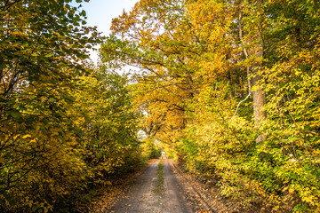 Fototapeta premium Scenic forest in autumn, landscape with path between trees with colorful leaves