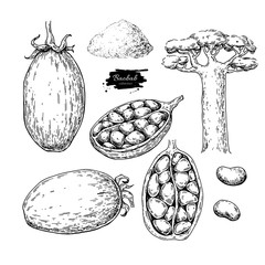 Baobab vector superfood drawing set. Isolated hand drawn  illust
