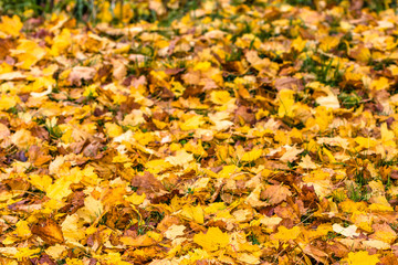 Fallen leaves, autumn background in yellow