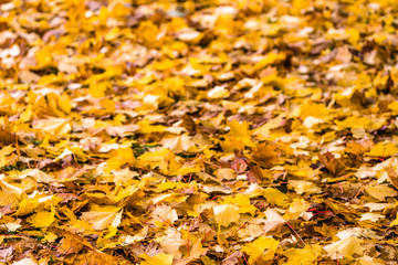 Autumn leaves background, maple leaf on the ground