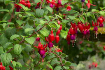 Fuchsia hybrids in the garden