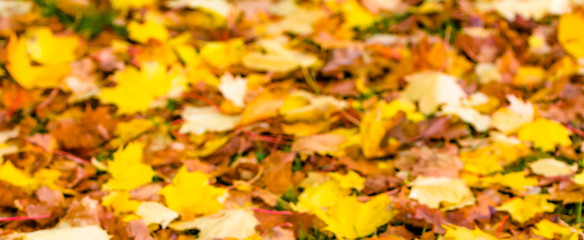 Blurry background of autumn leaves in yellow color