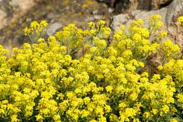 Obraz premium Aurinia saxatilis. Golden Alyssum blossoms