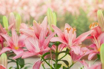 Pink Lilies in the garden