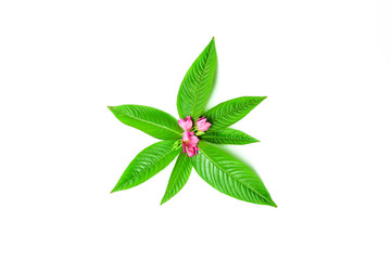 fresh natural green leaf and pink flower on white background