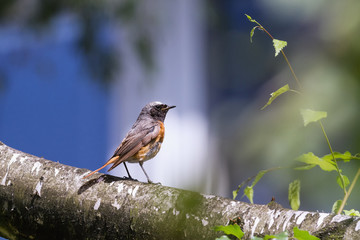 The common redstart (Phoenicurus phoenicurus) siting on the branch