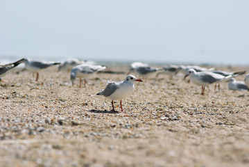 Seagull on the Azov beach in Berdyansk