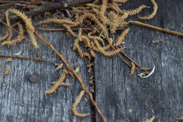willow tree and wood
