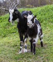 Black hair goat cub with white spots eating in the middle of the grass.