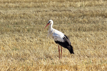 Storch auf einem abgeerneten Feld