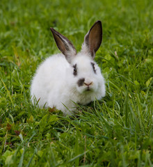Naklejka premium Cute white rabbit eating Basil leaf.
