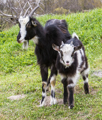 Goat kids on pasture in summer