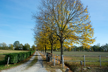 Viale alberato che porta alla cascina