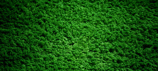 green carpet background