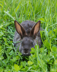 the gray rabbit on a green grass