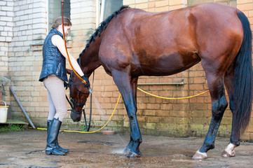 Red horse's legs being washed with hose in cool shower