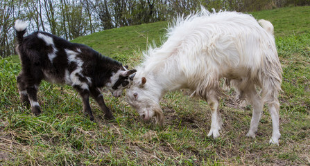 goats playing on the green grass