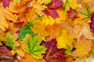 Naklejka na ściany i meble Colorful autumn maple leaves on wooden table