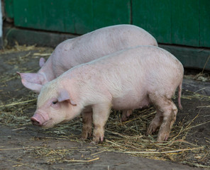 Pigs on several farms Eat milk and have fun.