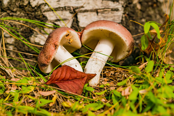 Edible mushroom Russula with a pink hat close-up in autumn and the yellow grass