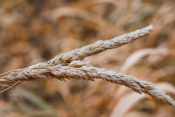 Abstract background, yellow dry grass closeup autumn landscape