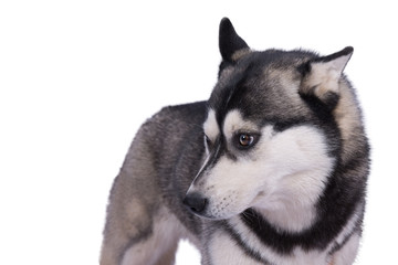 Husky Kopf mit marmorierten Augen vor weißem Hintergrund