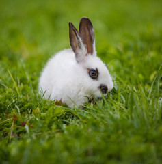 A view of a white rabbit on a green grass