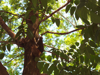 Dark brown squirrel climbing, looking from tree trunk bark, under bright warm sunlight shade and shadow, and green leaf branch bush background