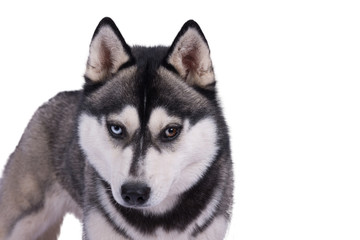 Fototapeta premium Husky Kopf mit marmorierten Augen vor weißem Hintergrund