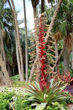 Vriesea imperialis in Royal Botanic Gardens Sydney in New South Wales, Australia 