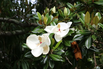 Magnolia grandiflora in Royal Botanic Gardens Sydney, New South Wales Australia 