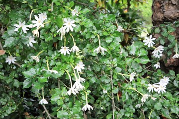 Big white flowers of Jasmine in Royal Botanic Gardens Sydney in New South Wales, Australia 