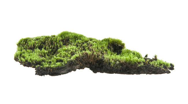 moss isolated on white background