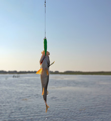 Fishing in the summer in the delta of the Volga, August 21, 2016. The Cormorant River, Astrakhan...